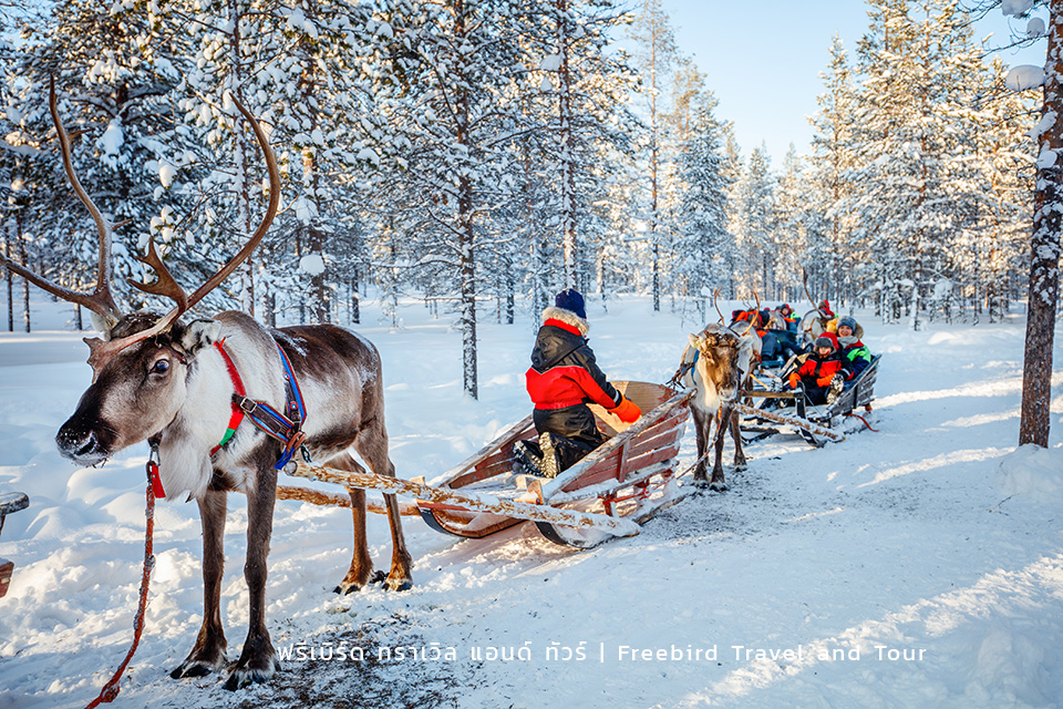 reindeer-lapland-finland-winter-freebirdtour