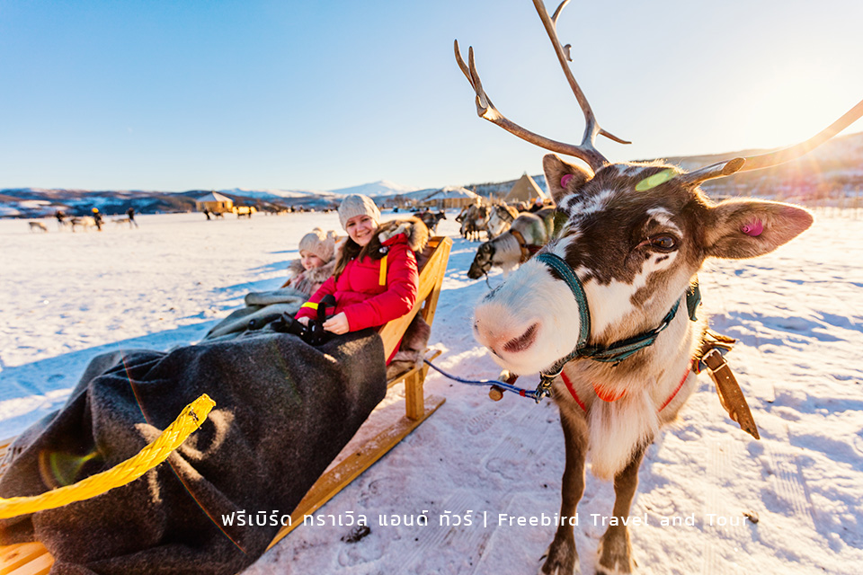 reindeer-safari-winter-northern-norway-freebirdtour