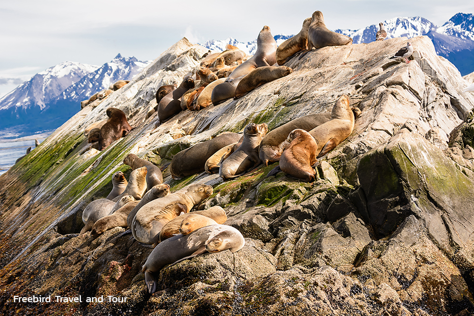 sea-lions-beagle-channel-ushuaia-argentina-freebirdtour