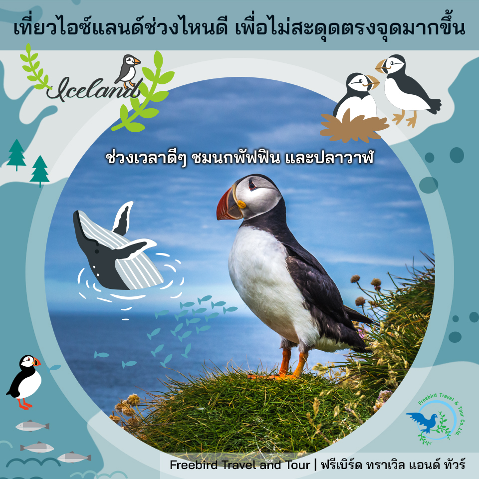iceland-freebirdtravelandtour-puffin