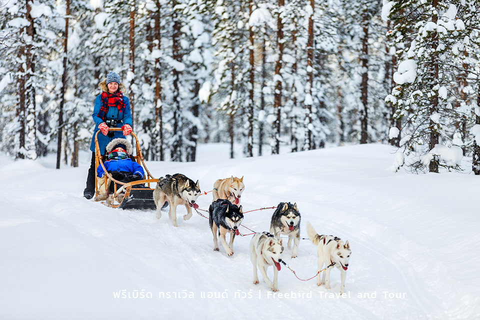 husky-dogs-pulling-sledge-winter-lapland-finland-freebirdtour