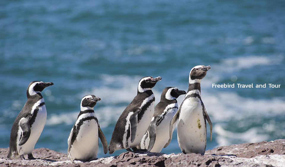 magellan-penguin-patagonia-south-america-freebirdtour