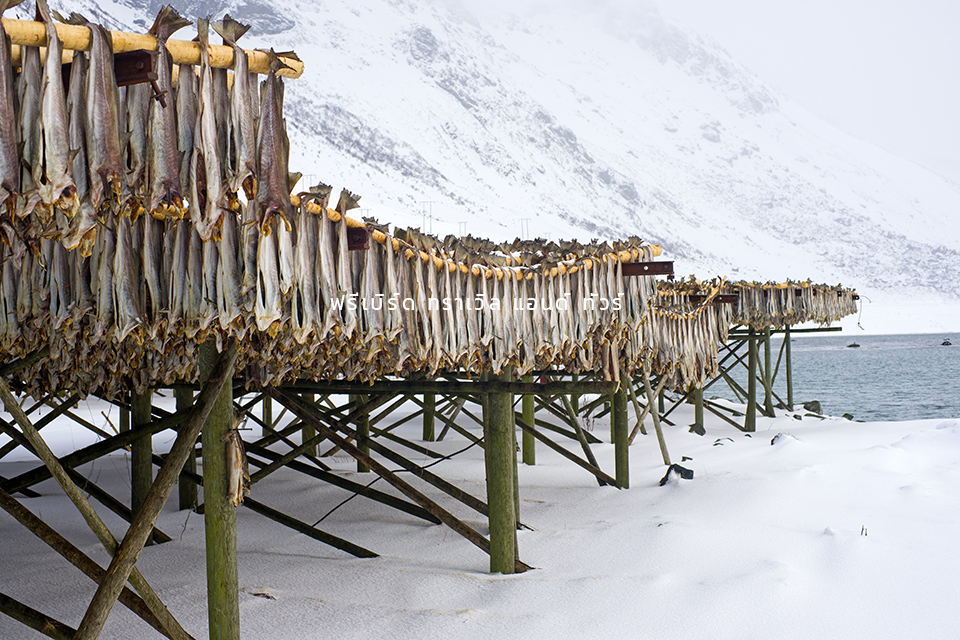 row-dried-cod-fish-hung-outside-northern-norway