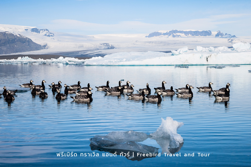 barnacle-geese-swimming-jokulsarlon-glacier-lagoon-iceland-freebirdtour