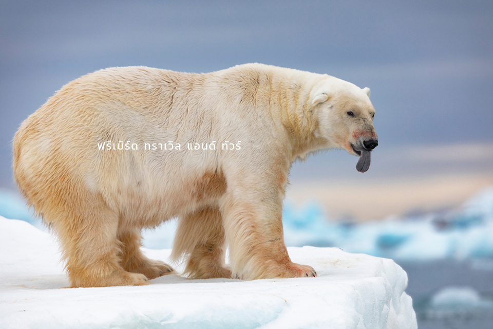 polar_bear_svalbard