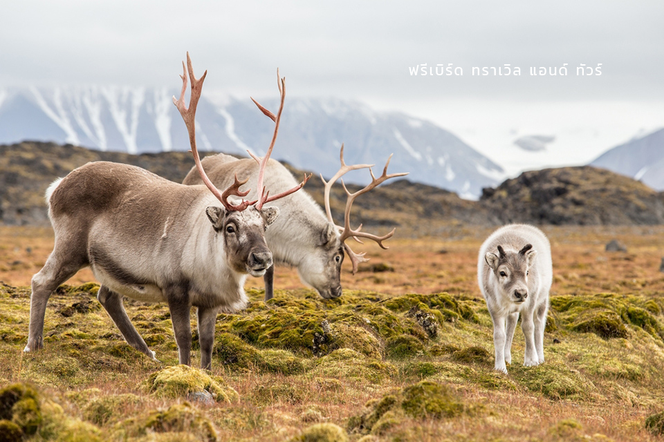 wild-reindeer-spitsbergen-svalbard
