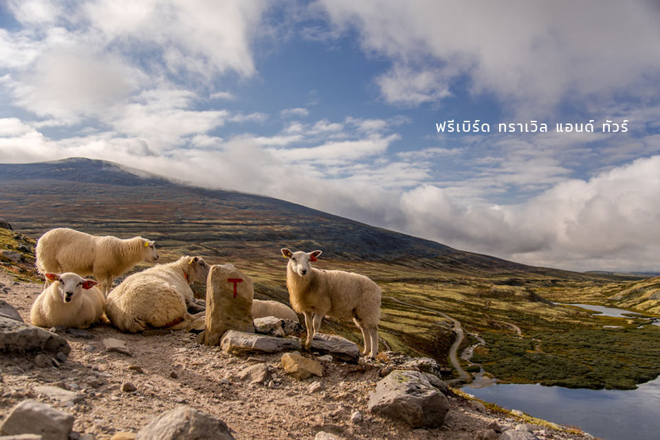 sheep-national-park-rondane-norway