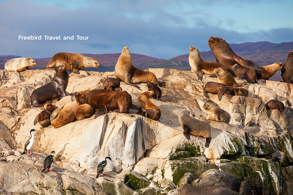 seal-island-beagle-channel-ushuaia-argentina-freebirdtour