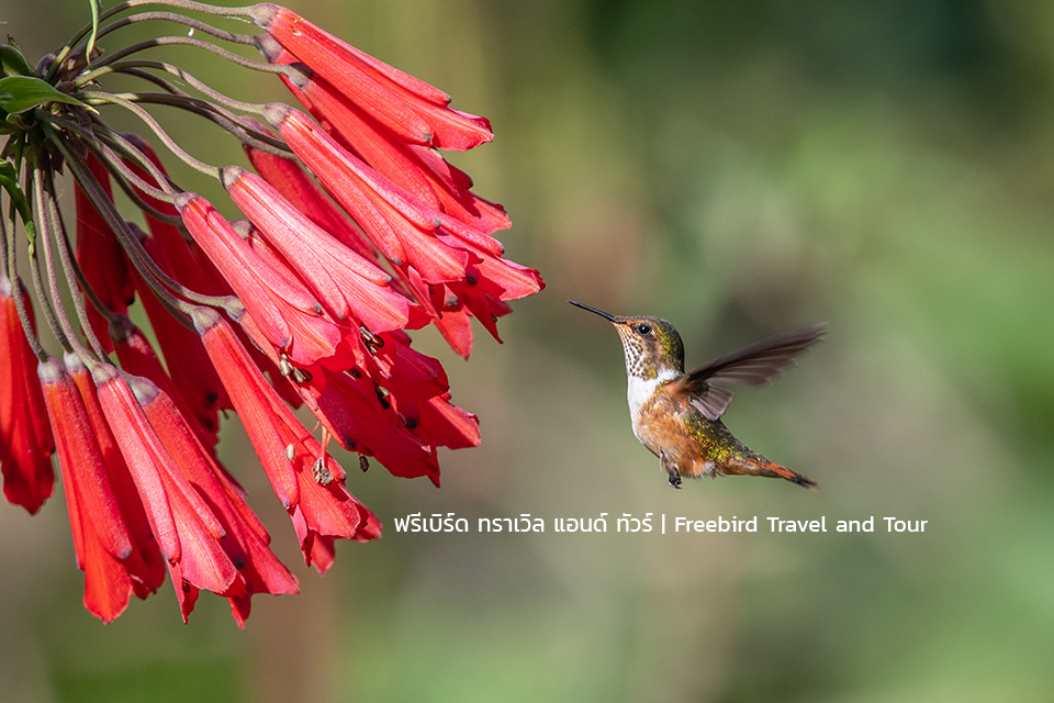 costarica-hummingbird-trochilidae-flying-gems-costarica-freebirdtravel