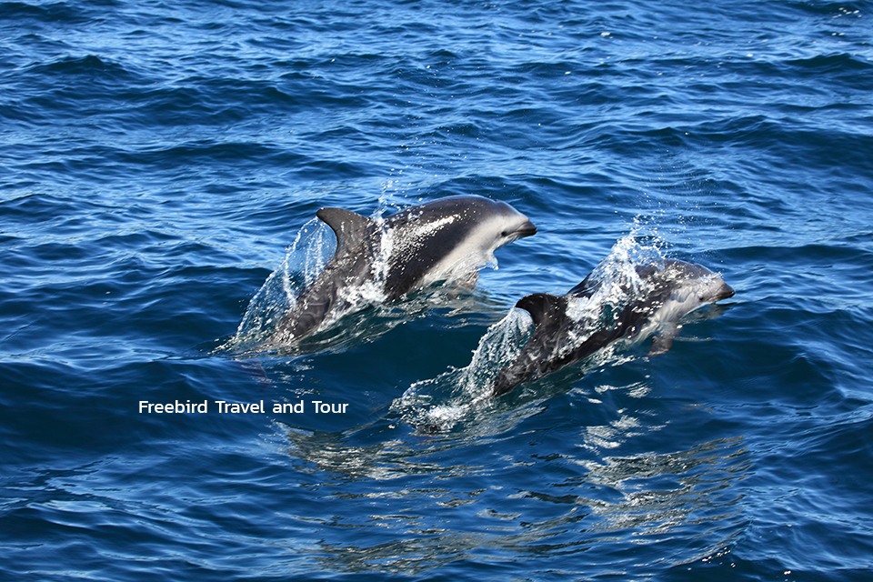 valdes-peninsula-dolphins-freebirdtravelandtour