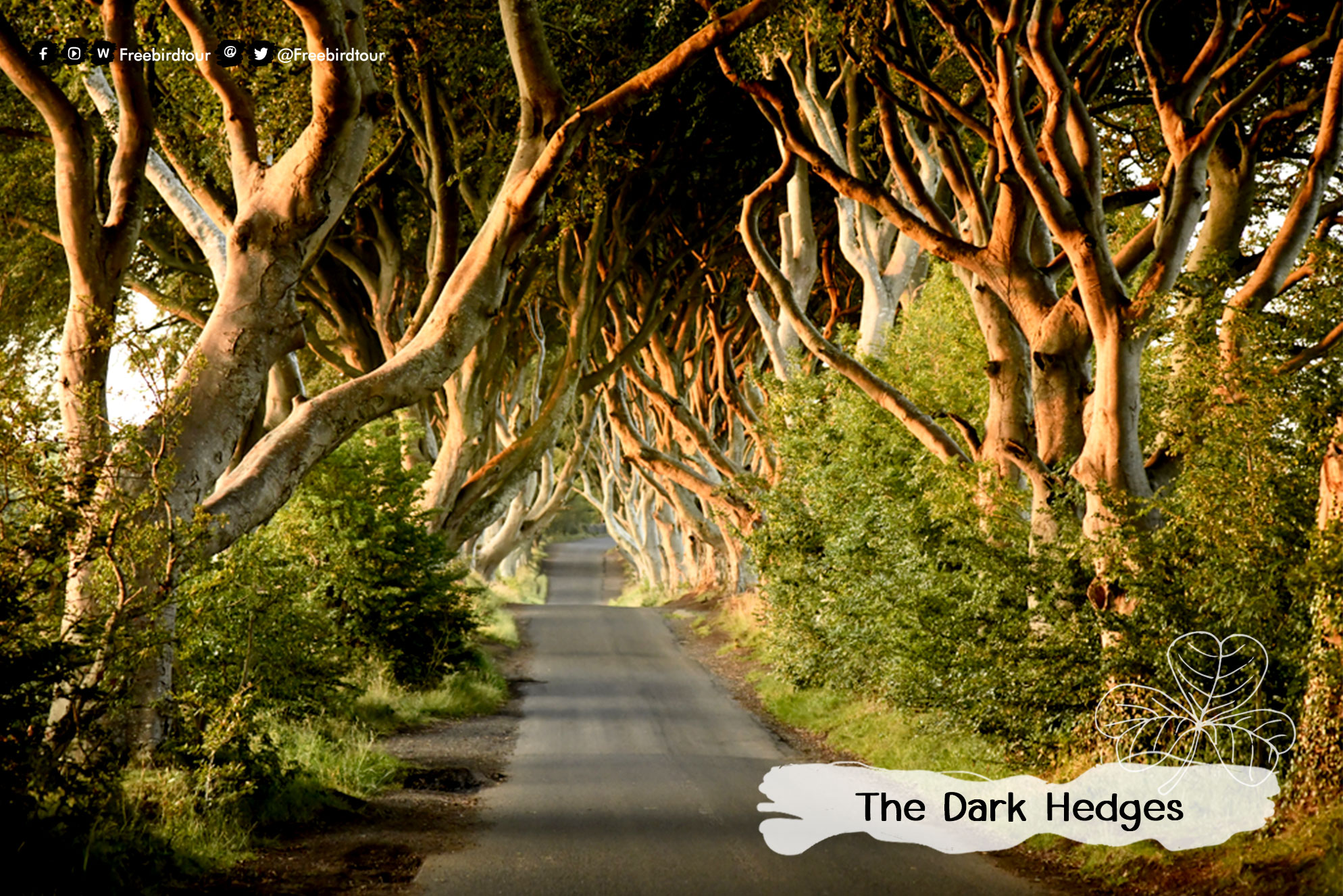 Dark Hedge ไอร์แลนด์ ไอร์แลนด์เหนือ ฟรีเบิร์ดทัวร์