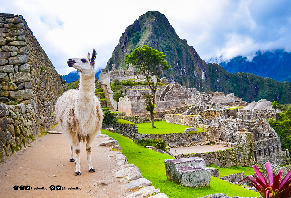มาชูปิกชู (Machu Picchu)