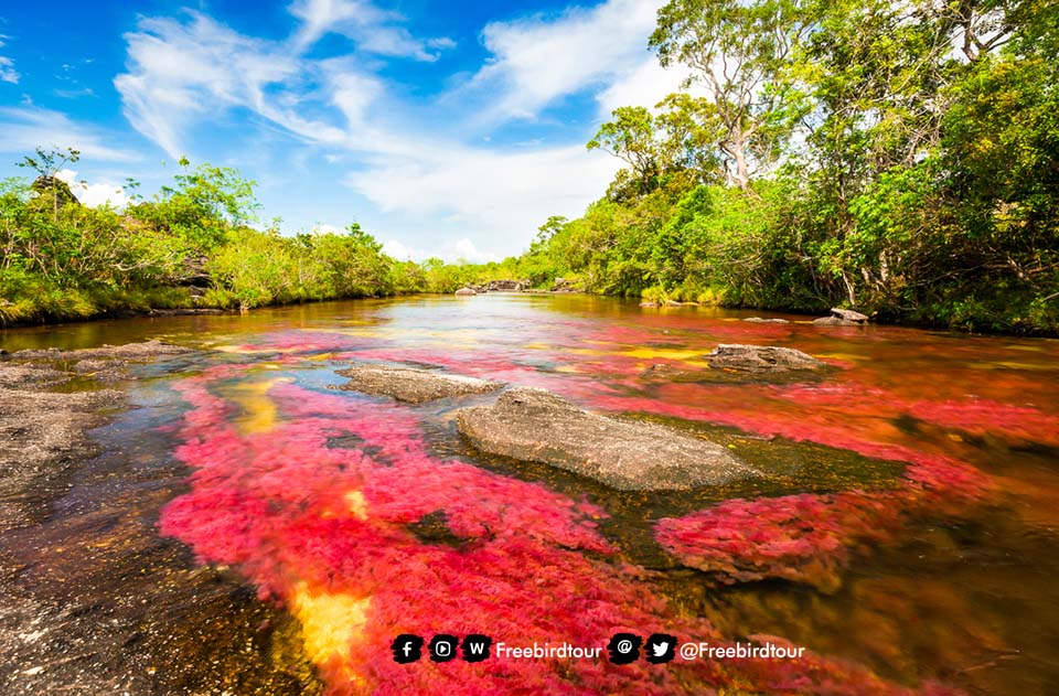 Multicolored river โคลอมเบีย