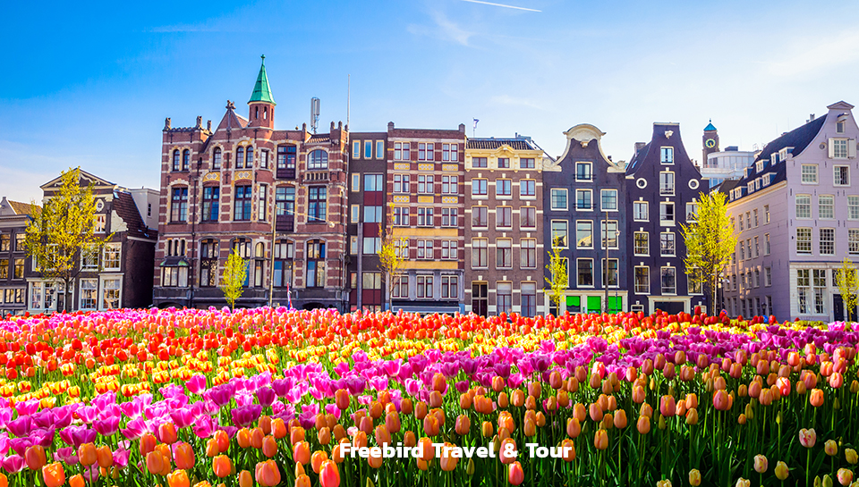 buildings_tulips_amsterdam_netherlands_freebirdtour