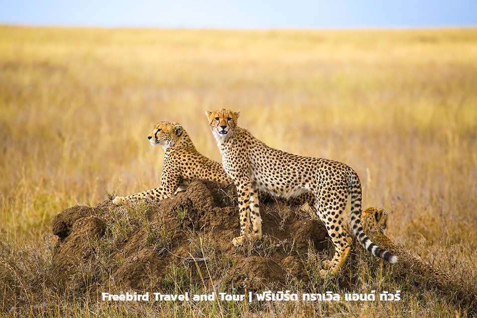 cheetahs-resting-serengeti-national-park-tanzania