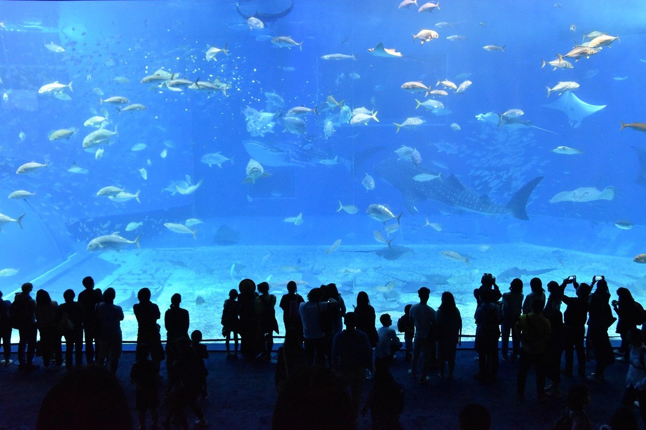 okinawa_churaumi aquarium