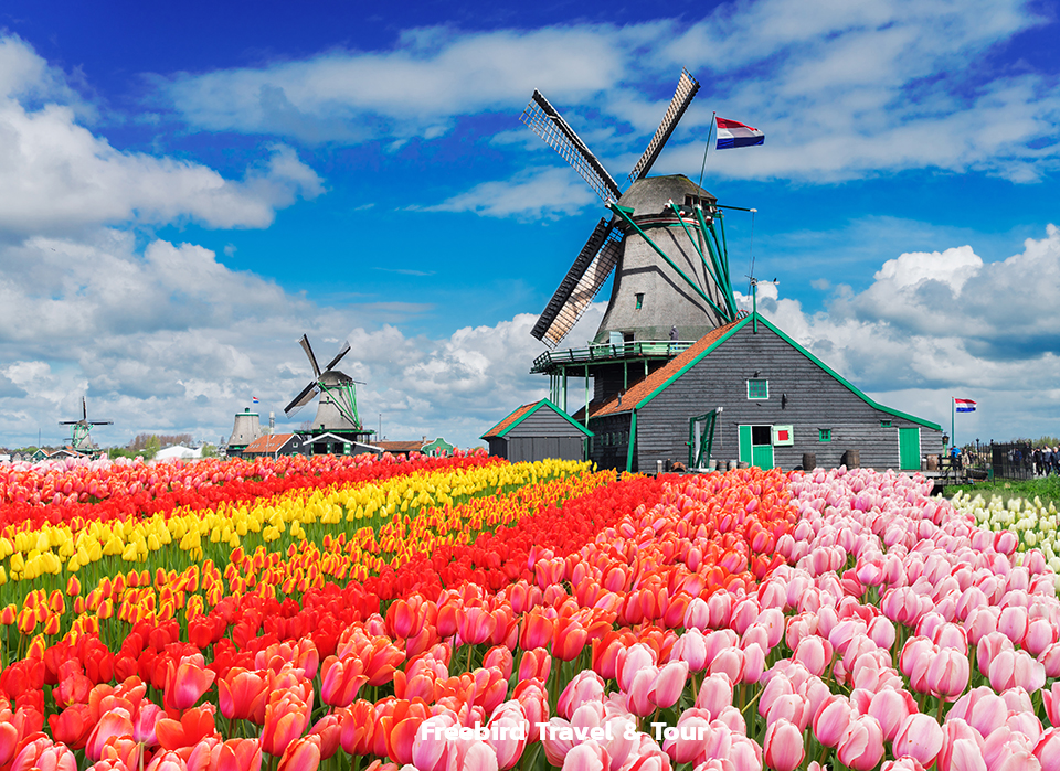 dutch_windmills_with_tulips_netherlands_freebirdtour