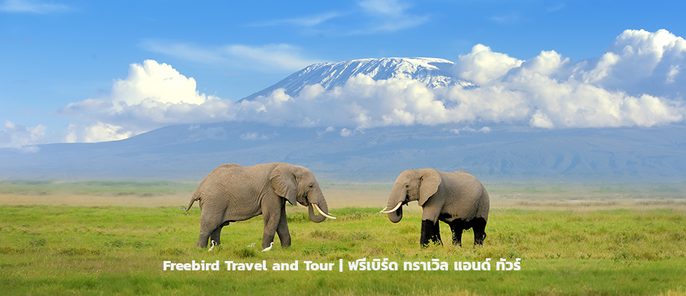 elephant-mount-kilimanjaro-tanzania-freebirdtravelandtour
