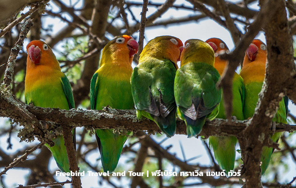 fisher-lovebirds-serenget-tanzania-freebirdtravelandtour