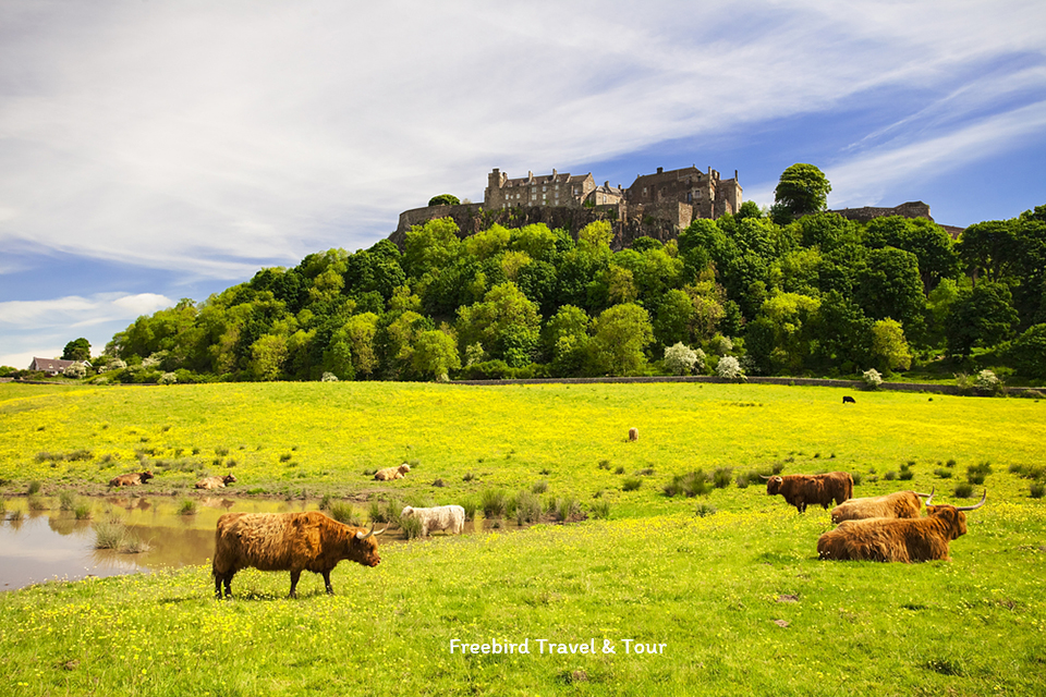 highland_cow_stirling_castle_scotland