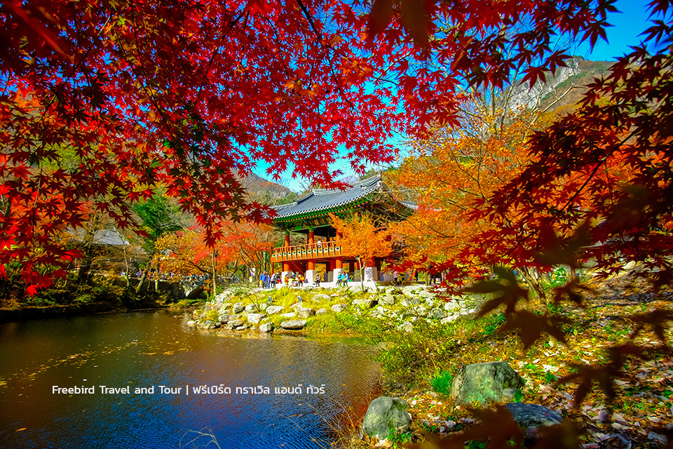 korea-autumn-naejangsan-park-freebirdtravelandtour