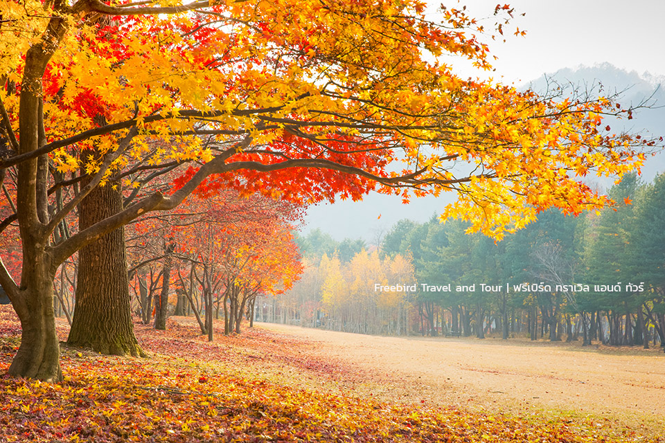korea-autumn-nami_island-freebirdtravelandtour
