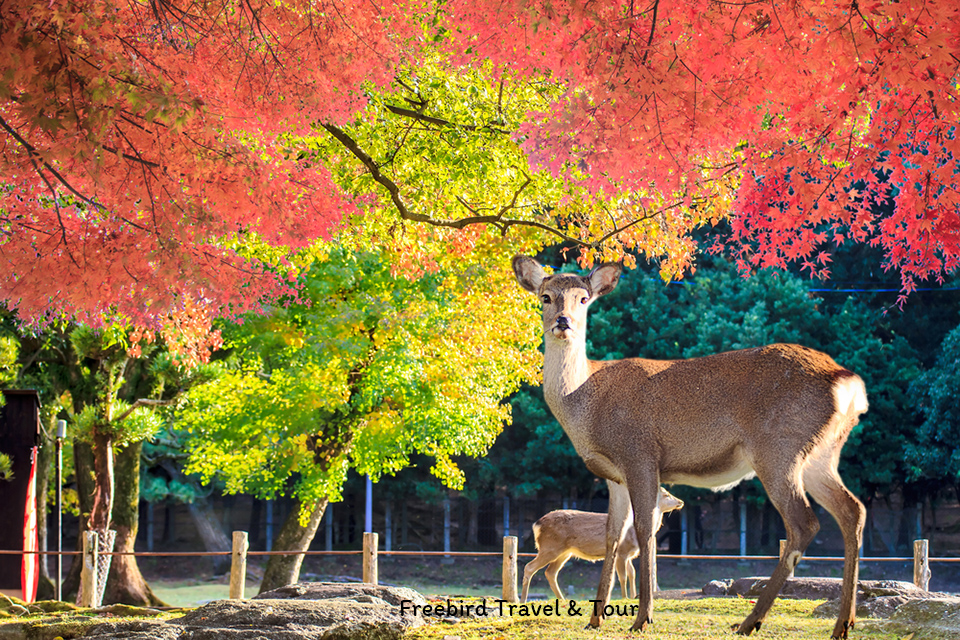 Nara Park