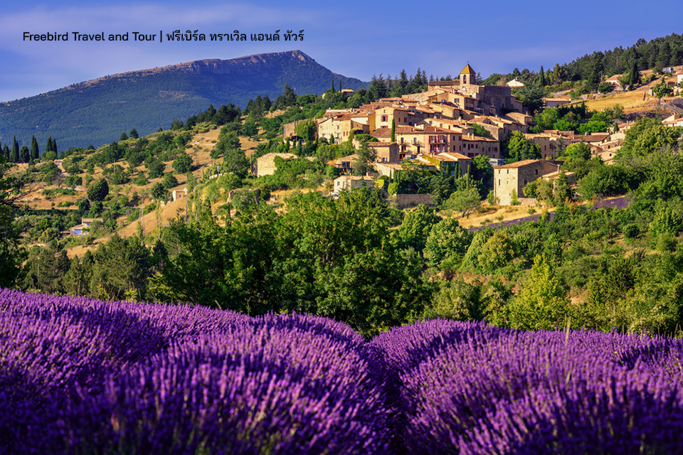 sault-en-vaucluse-blooming-lavender-field-aurel-hilltop-village-provence-france-freebirdtravelandtour