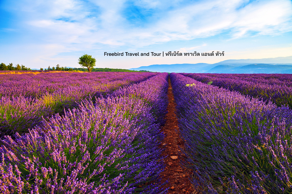 sault-lavender-field-france-freebirdtravelandtour