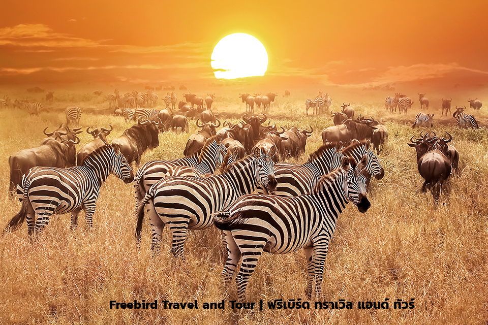 serengeti-freebirdtravelandtour