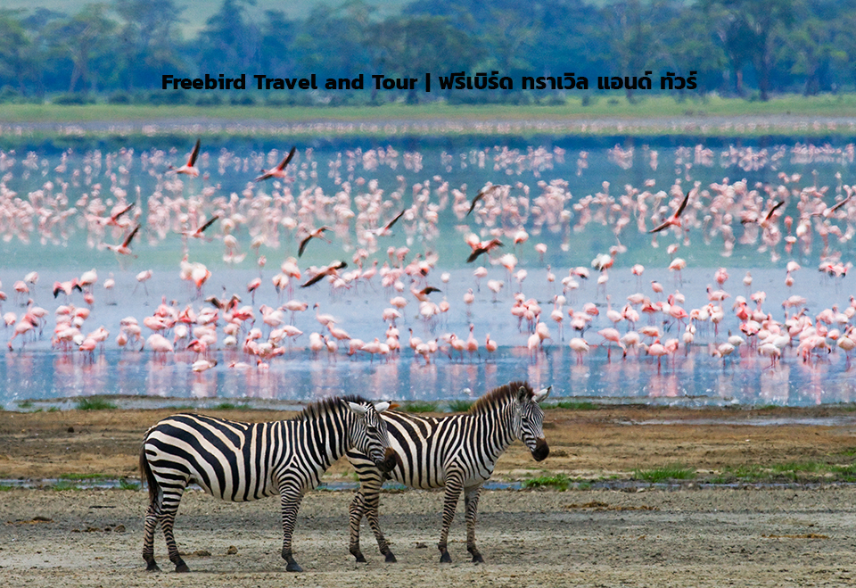 serengeti-tanzania-freebirdtour