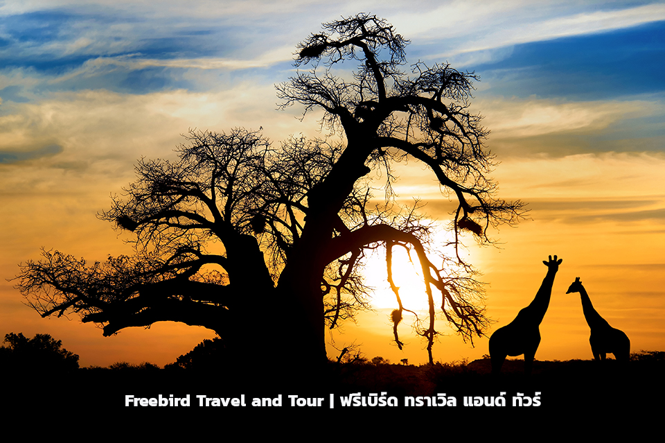 tanzania-baobab-freebirdtravelandtour