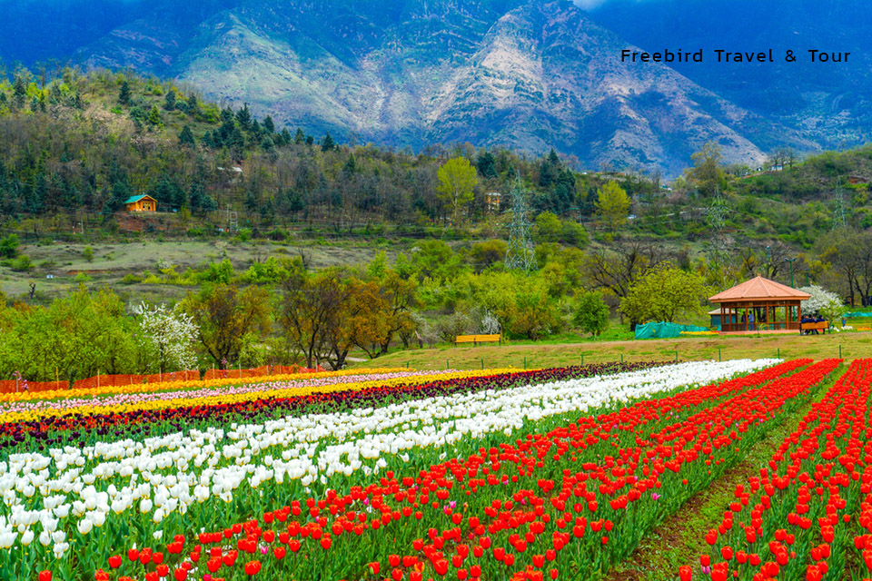 tulip_garden_valley_kashmir_india_freebirdtour