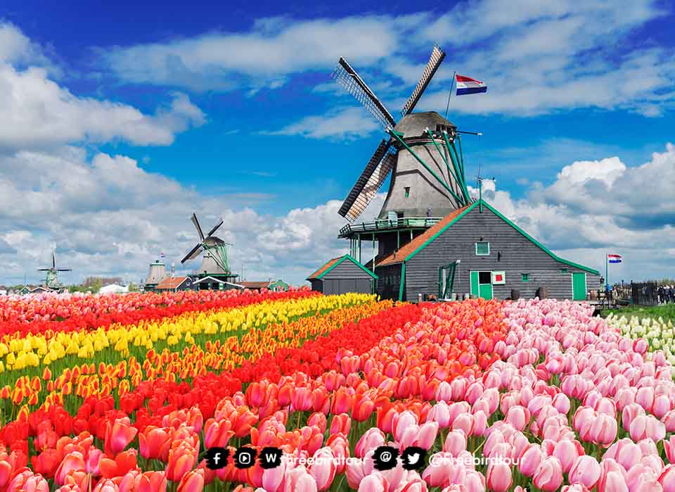 ดอกทิวลิป(Tulip) ประเทศเนเธอร์แลนด์
