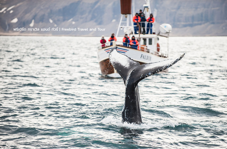 whale-watching-iceland-freebirdtravelandtour