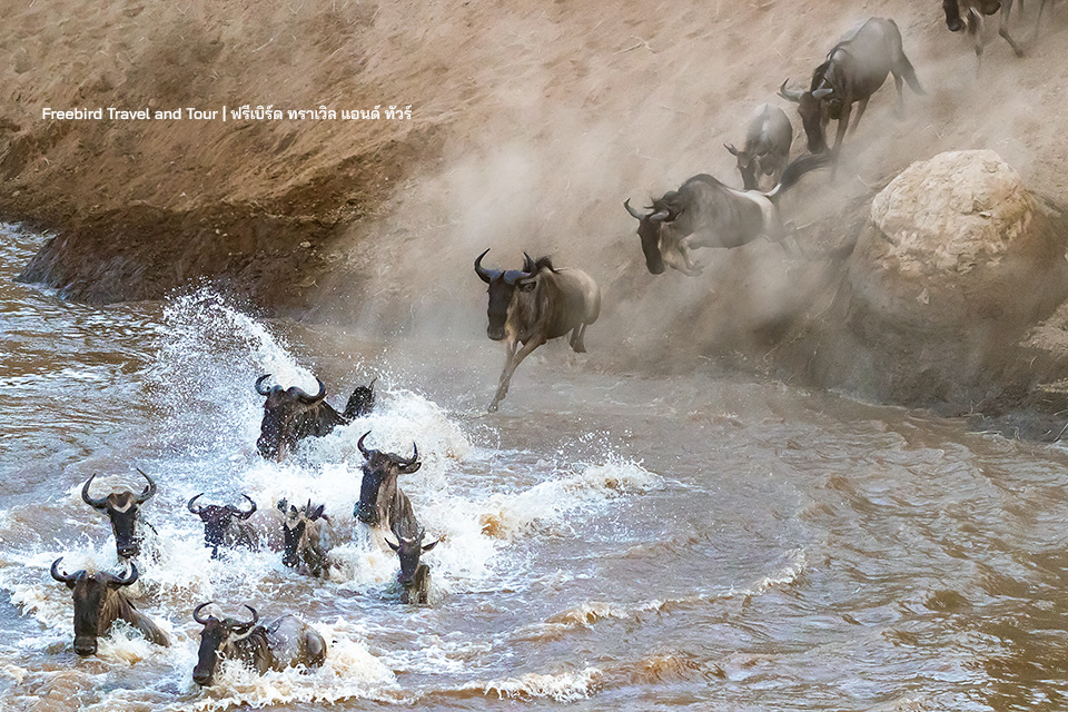 wildebeest-crossing-mara-river-great-migration-freebirdtravelandtour