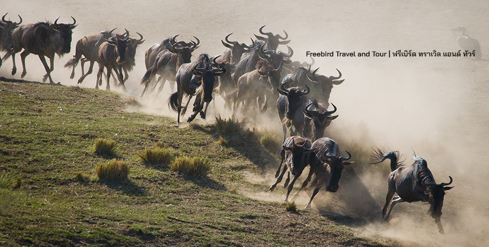 wildebeest-crossing-mara-river-great-migration-freebirdtravelandtour