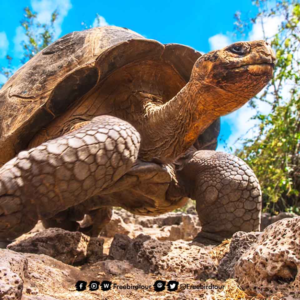 เต่ายักษ์กาลาปากอส(Galápagos Tortoise)