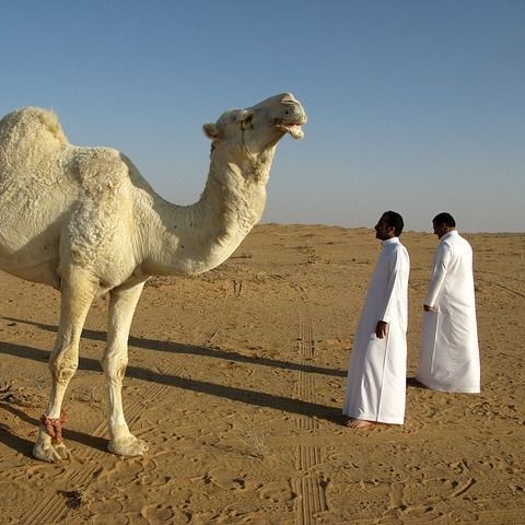 ทัวร์ซาอุดิอาระเบียSaudi Arabia